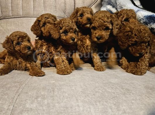 0 NUMARA POODLE YAVRULAR