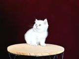 Pamuk Prenses