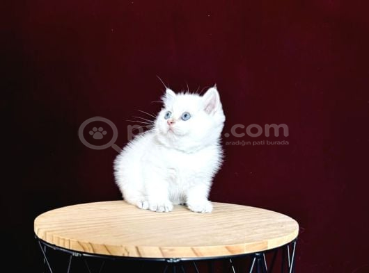 Pamuk Prenses görsel