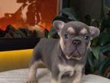 Rezerveye Açik Egzoti̇k French Bulldog Safkan Yavrularim Özel
