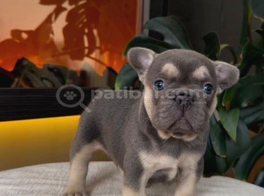 REZERVEYE AÇIK EGZOTİK FRENCH BULLDOG SAFKAN YAVRULARIM ÖZEL