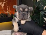 Rezerveye Açik Egzoti̇k French Bulldog Safkan Yavrularim Özel