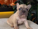 Rezerveye Açik Egzoti̇k French Bulldog Safkan Yavrularim Özel
