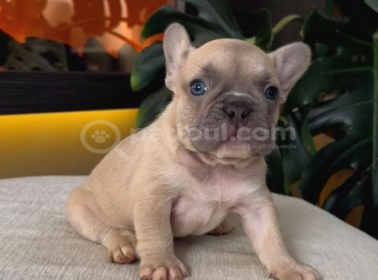 Rezerveye Açik Egzoti̇k French Bulldog Safkan Yavrularim Özel görsel
