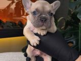 Rezerveye Açik Egzoti̇k French Bulldog Safkan Yavrularim Özel