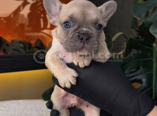 Rezerveye Açik Egzoti̇k French Bulldog Safkan Yavrularim Özel görsel