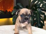 Rezerveye Açik Egzoti̇k French Bulldog Safkan Yavrularim Özel