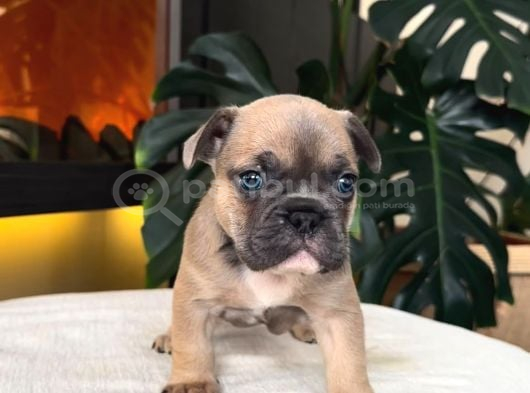 Rezerveye Açik Egzoti̇k French Bulldog Safkan Yavrularim Özel görsel