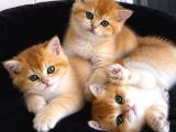 Show kalite golden british shorthair yavrularımız