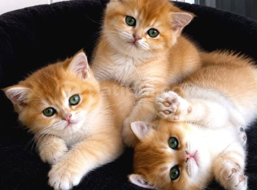 Show Kalite Golden British Shorthair Yavrularımız