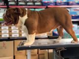 Chocolate Exoti̇c Engli̇sh Bulldog