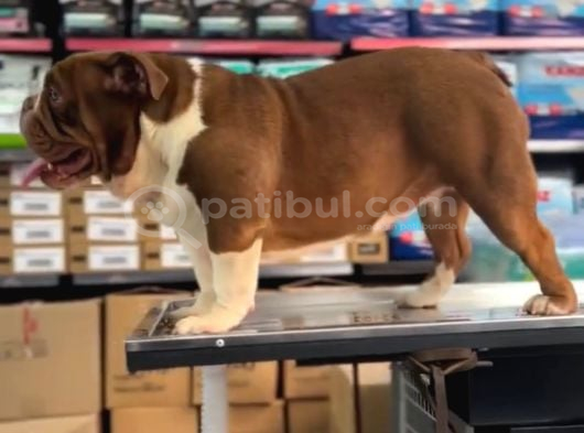 Chocolate Exoti̇c Engli̇sh Bulldog görsel