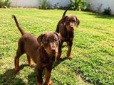 Scr Li Anneden Ki̇ng Doberman Yavrulari̇