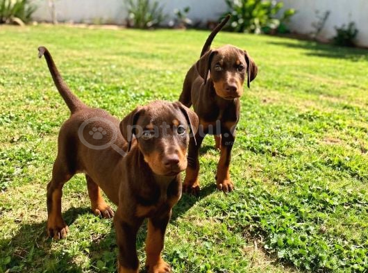 Scr Li Anneden Ki̇ng Doberman Yavrulari̇ görsel