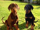 Scr li Anneden KİNG DOBERMAN YAVRULARİ