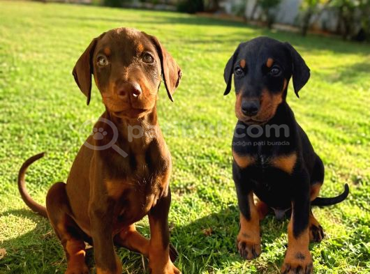Scr Li Anneden Ki̇ng Doberman Yavrulari̇
