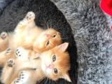 Show Kalite Golden British Shorthair Yavrularımız