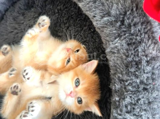 Show Kalite Golden British Shorthair Yavrularımız görsel