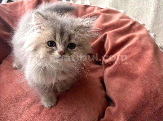 Özel Renk Blue Golden Sheaded Kedimiz görsel
