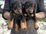 Doberman Yavrulari
