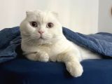 Erkek Beyaz Scottish Fold Kedimizi Ücretsi̇z Sahiplendiriyoru
