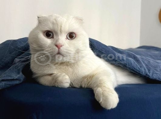 Erkek Beyaz Scottish Fold Kedimizi Ücretsi̇z Sahiplendiriyoru görsel
