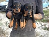 Doberman Yavrulari