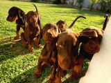 Scr Li Anneden Ki̇ng Doberman Yavrulari̇