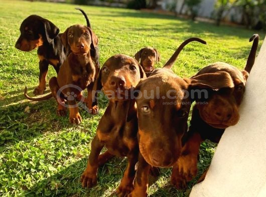 Scr Li Anneden Ki̇ng Doberman Yavrulari̇ görsel