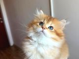 British Golden Longhair By12 Erkek