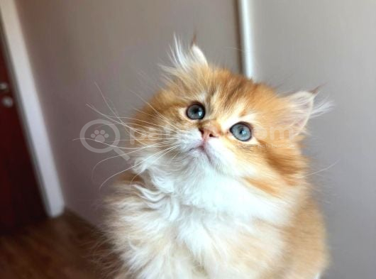 British Golden Longhair By12 Erkek görsel