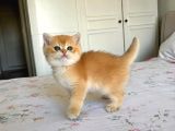 Show Kalite Golden British Shorthair Yavrularımız