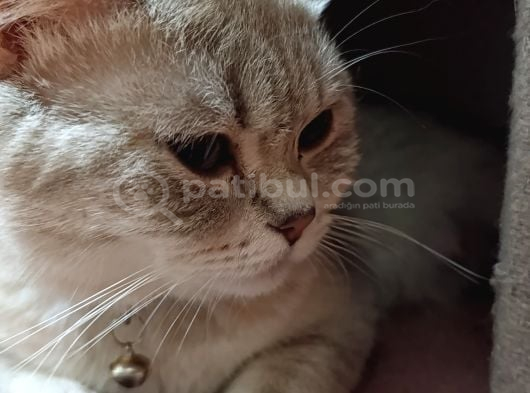 Ücretsi̇z Sahi̇plendi̇rme Bri̇ti̇sh görsel