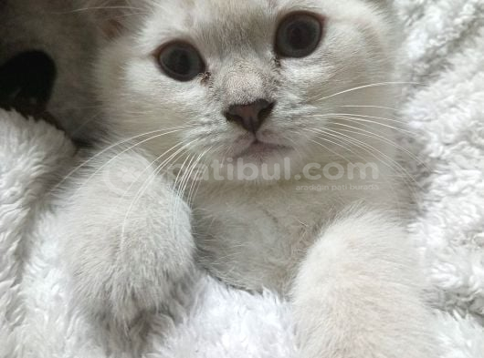 Sevi̇mli̇ Bri̇ti̇sh Yavrularimiz görsel