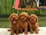 Erkek Di̇şi̇ Oyuncak Boy Poodle Bebekler