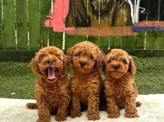 Erkek Di̇şi̇ Oyuncak Boy Poodle Bebekler görsel