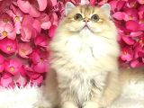 Safkan British Longhair Dişi