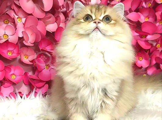 Safkan british longhair dişi