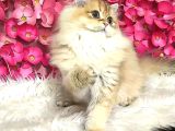 Safkan British Longhair Dişi
