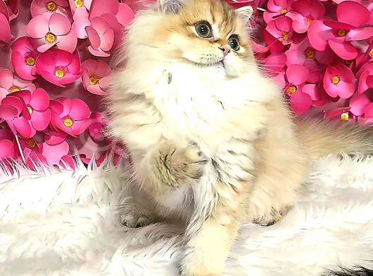 Safkan British Longhair Dişi görsel