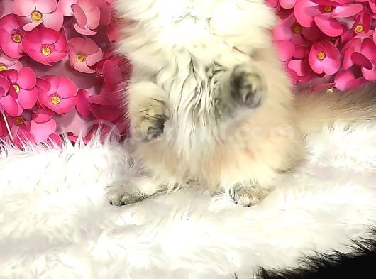 Safkan British Longhair Dişi görsel
