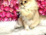 Safkan British Longhair Dişi