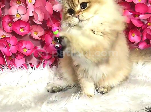 Safkan British Longhair Dişi görsel