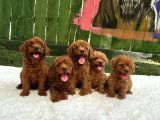 Oyuncak Boy Erkek Di̇şi̇ Poodle Bebekleri̇m