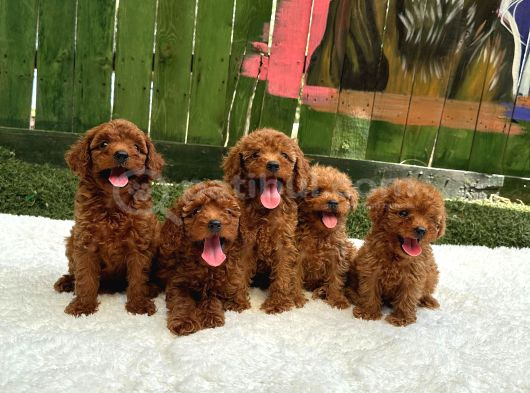 Oyuncak Boy Erkek Di̇şi̇ Poodle Bebekleri̇m