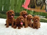 Oyuncak Boy Erkek Di̇şi̇ Poodle Bebekleri̇m