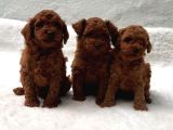 Seçki̇n Poodle Yavrular Zi̇yarete Açik