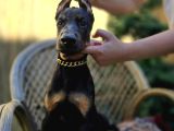 Show Kalite Doberman Yavrular