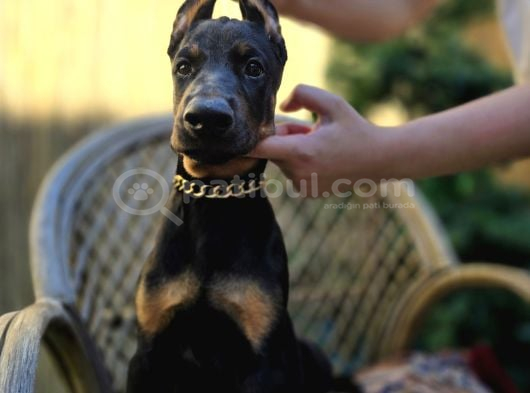 Show Kalite Doberman Yavrular