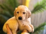 Baby Face Golden Yavrular